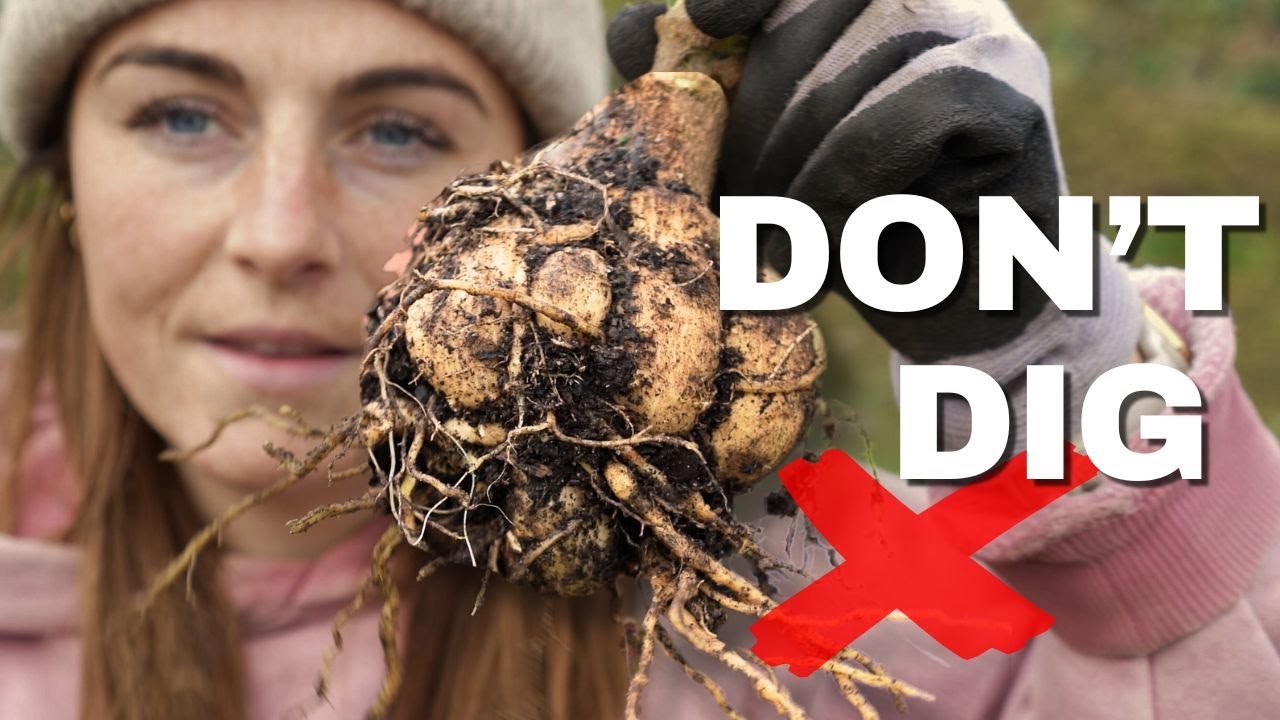 Don't DIG Your Dahlia Tubers (Do This Instead)