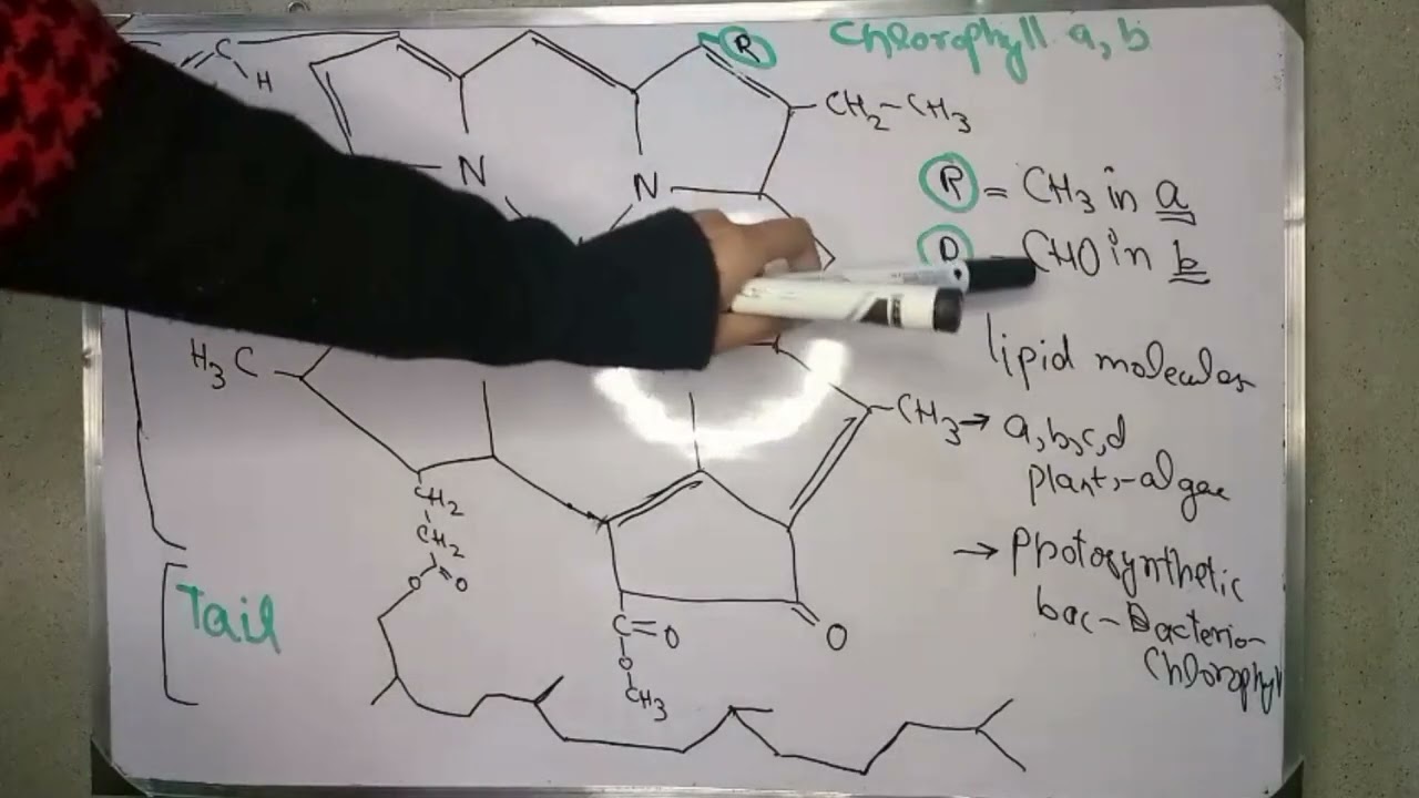 Role of Photosynthetic Pigments in Photosynthesis| Ch 6| Class 11 New Biology