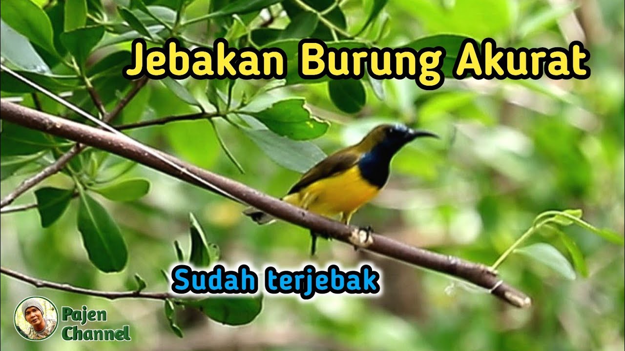 Menjebak Burung Pakai Jebakan Bongkar Pasang Lagi
