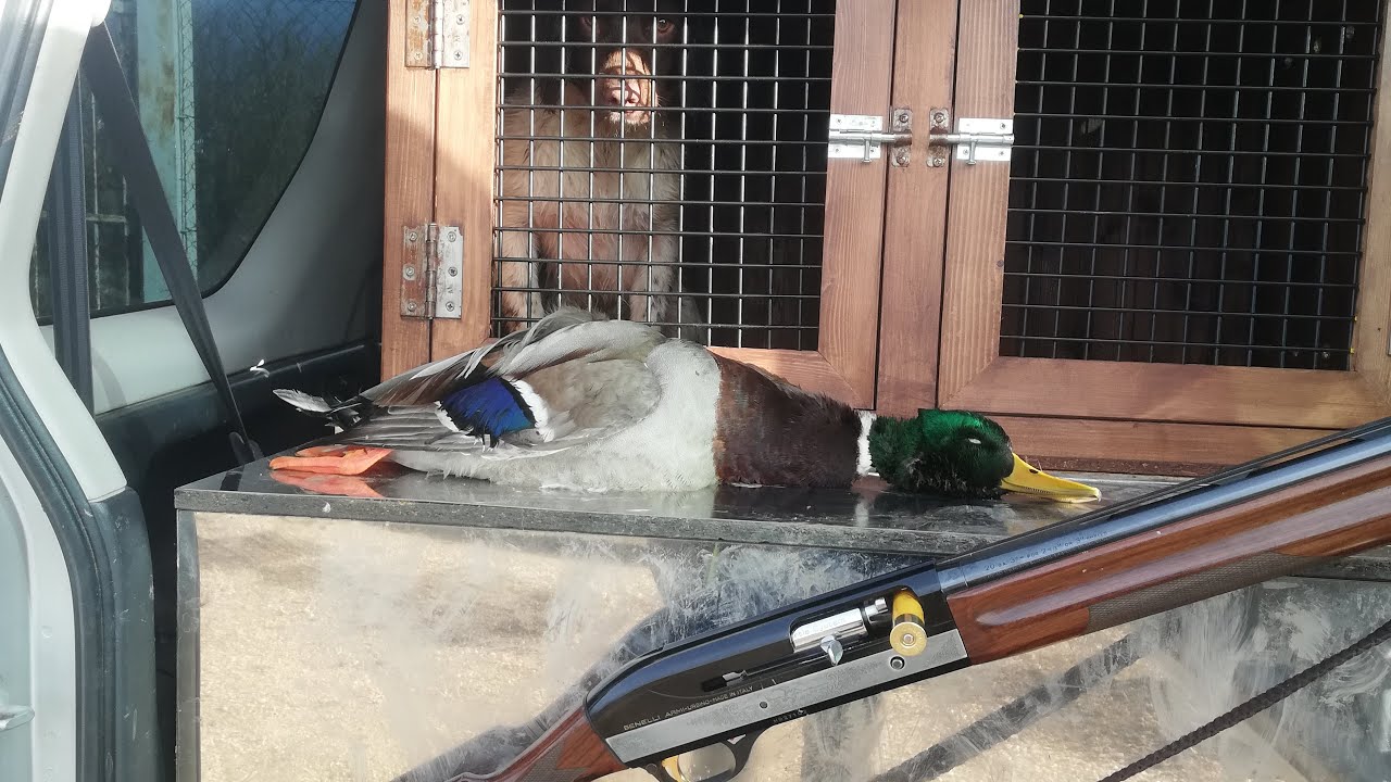 a caccia di acquatici