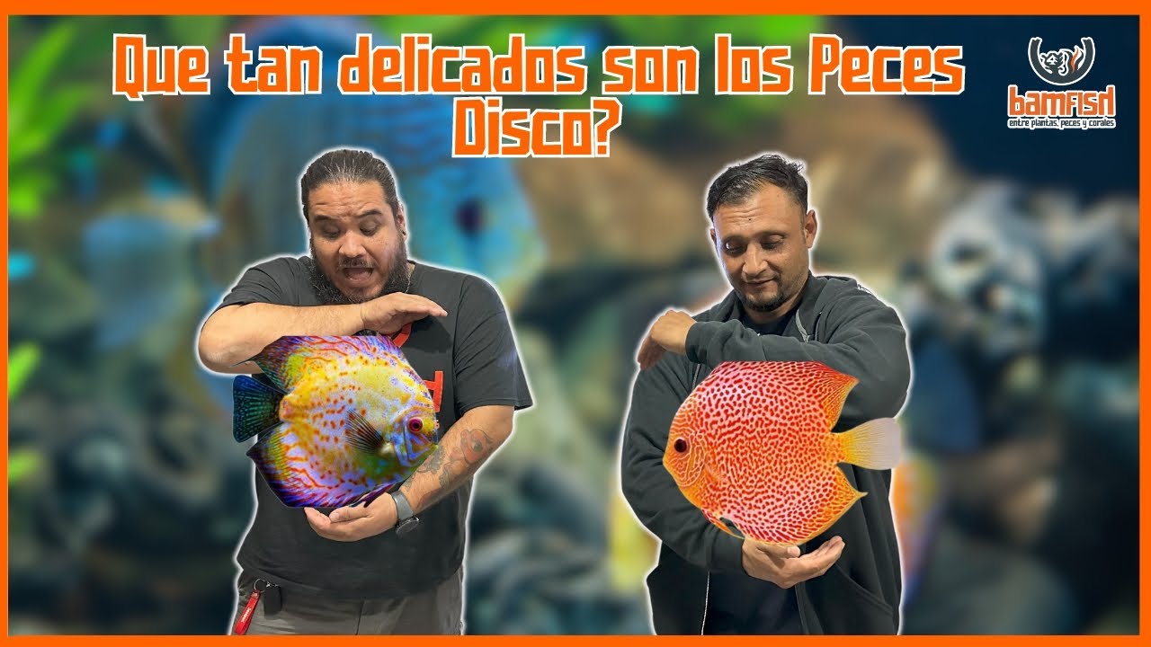 Unos Espectaculares peces Disco