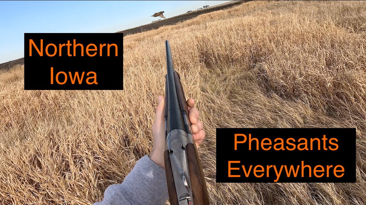 Охота на фазанов в Айове | Птицы повсюду и хорошая работа с собаками *LIMIT* (Pudlepointer)