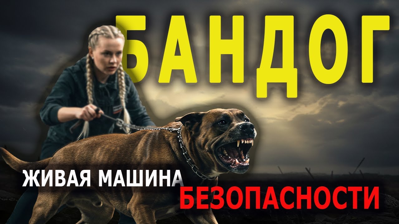 Бандог: Собака, Которую Не Стоит Злить I Собаковедение