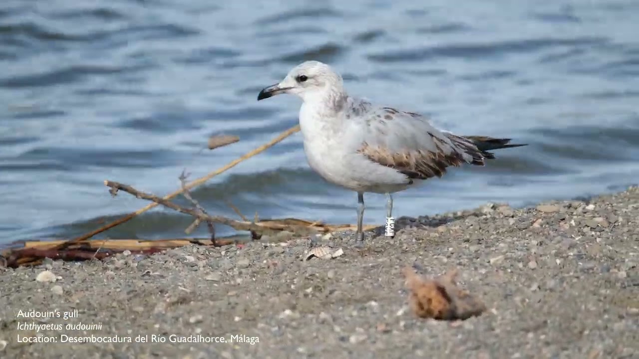 Birding in Spain, winter 2024
