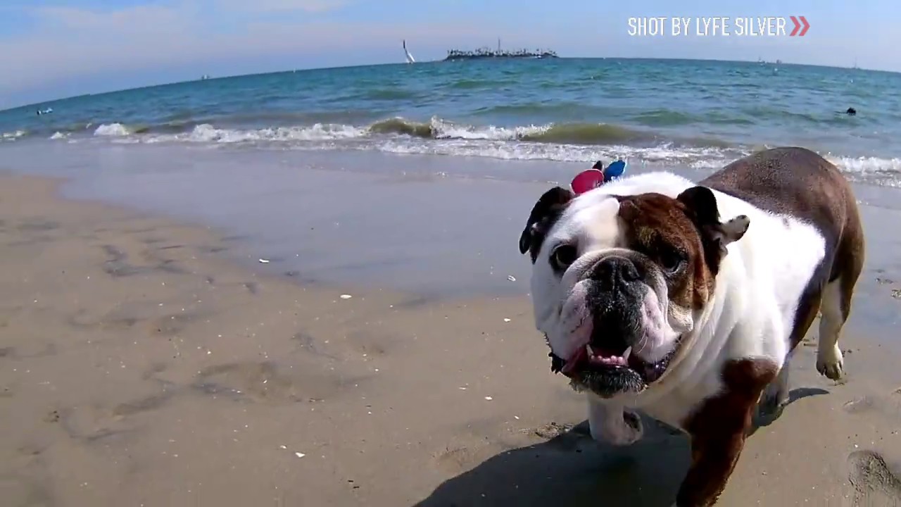 English Bulldog at the Beach
