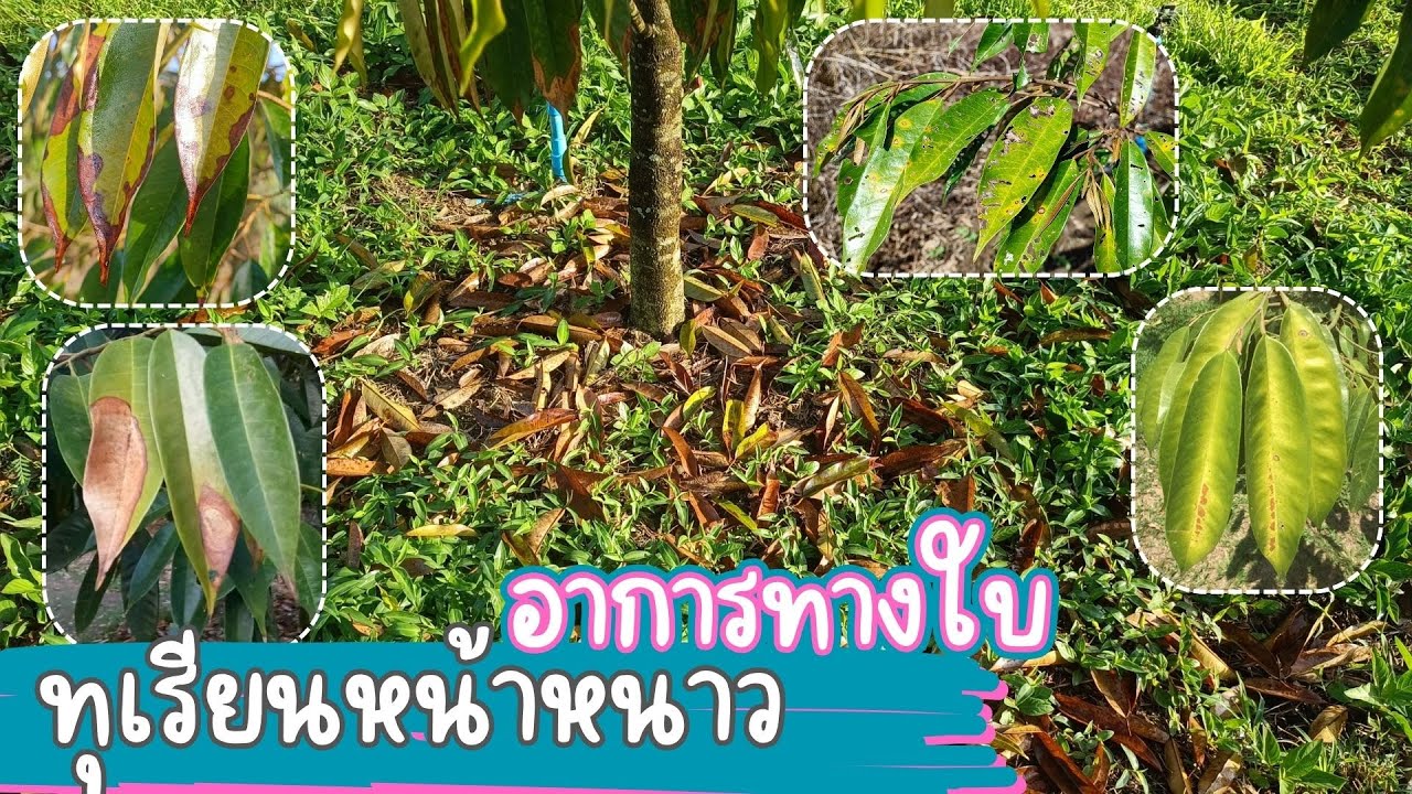 อาการกทางใบ-ทุเรียนหน้าหนาว ใบจุด ปลายใบไหม้ ซันเบิร์น ใบร่วง