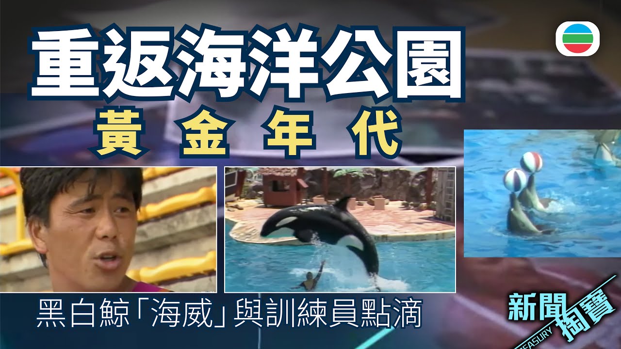 TVB 新聞掏寶｜重返海洋公園黃金年代　殺人鯨「海威」、動物明星你記得幾多個？(繁 / 簡字幕)｜香港歷史片段｜無綫新聞TVB News