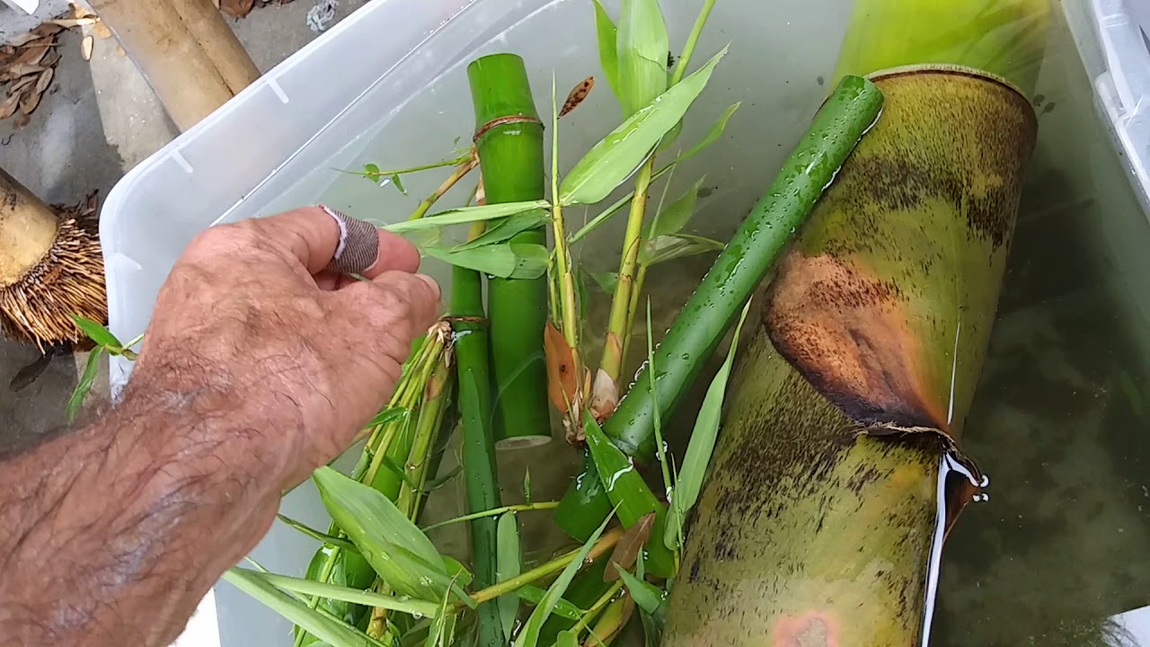 Planting Bamboo in Florida / Propagating bamboo from cutting 7/31/18  #seetheforest