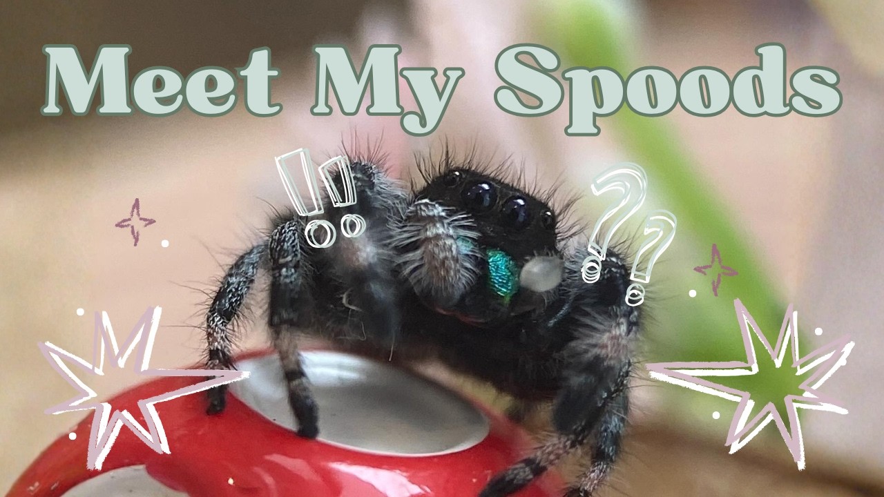 Meet My Spoods! (Jumping Spiders, Velvet Spiders, and Tarantulas)