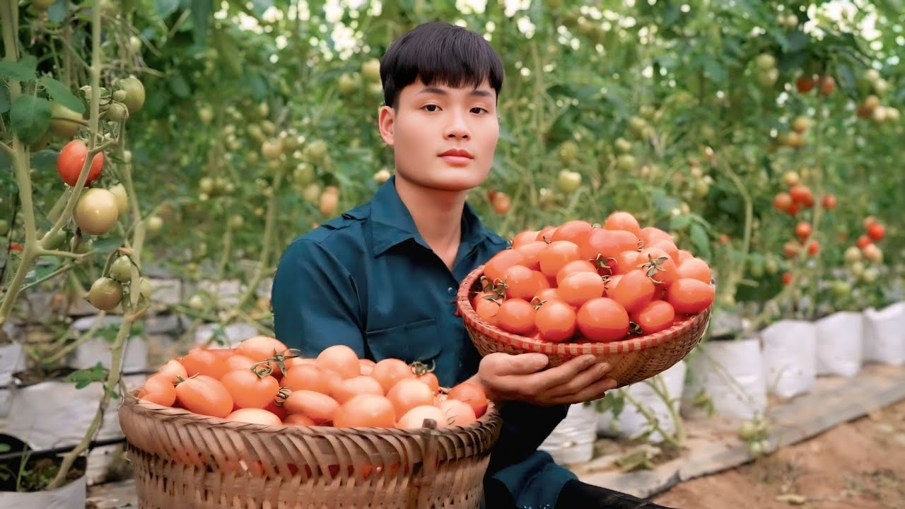 Watermelon Harvest, Guava fruit, Tomato, Take to market to sell