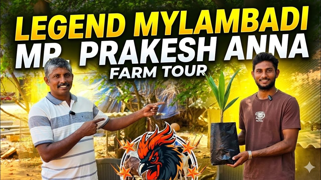 LEGEND🎖MYLAMBADI MR.PRAKESH ANNA FARM TOUR🐣