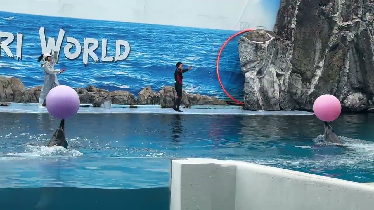 Dolphin playing in water #funnyvideo in Safari World, Thailand 🇹🇭 