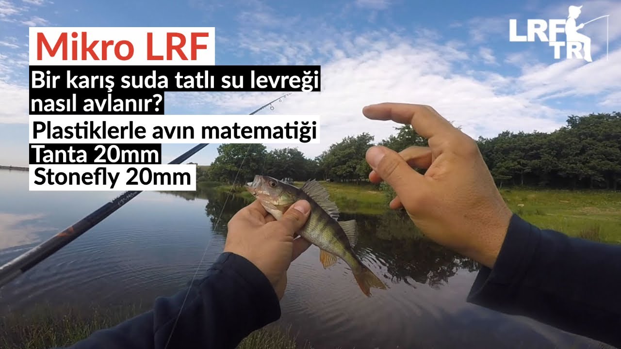 Bir karış suda perch avı nasıl yapılır?