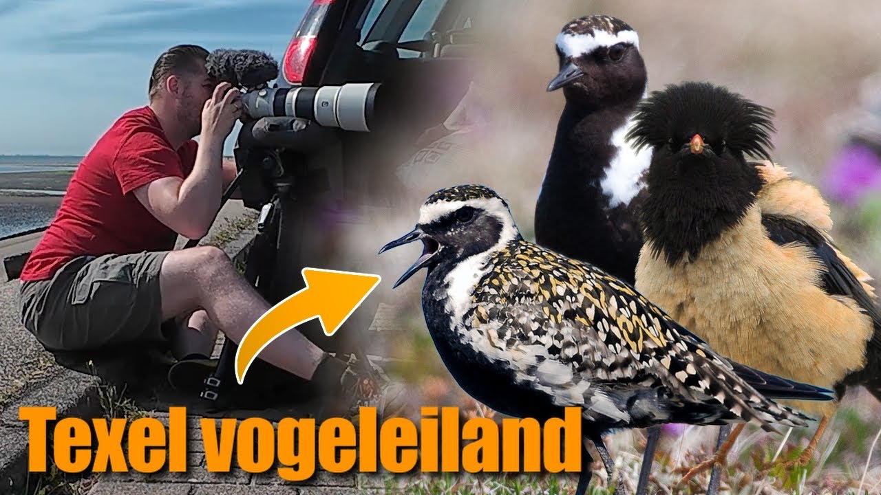 3 Zeldzaamheden op Texel: Amerikaanse & Aziatische Goudplevier en Roze Spreeuw
