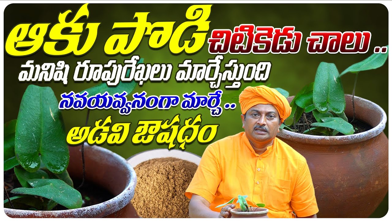 ఆకు పొడి మనిషి రూపురేఖలు మార్చేస్తుంది నవయవ్వనంగా మార్చే ఔషధం| Dr. Ravivarma | AYUR MANTRA