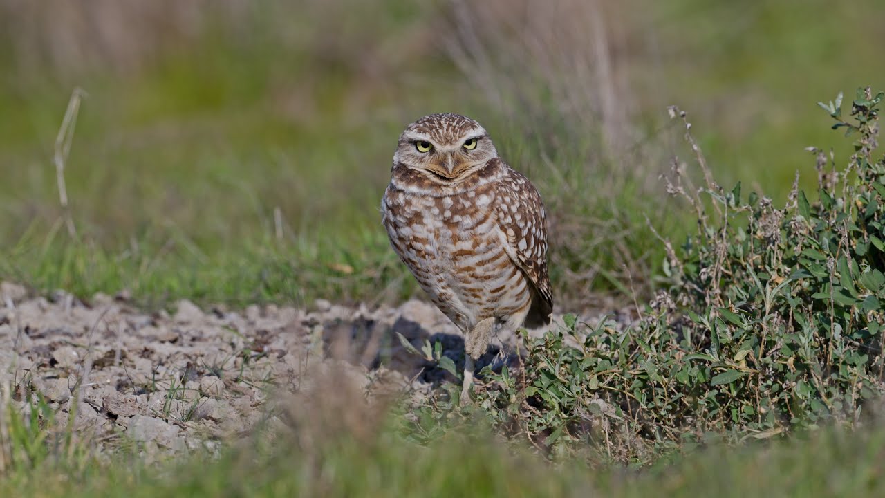 Burrowing Owl 1-18-26