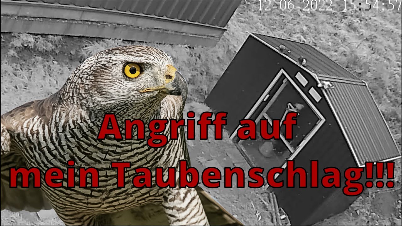 Habicht vs Tauben |Greifvogel greift an, als ich die Tauben in den Taubenschlag locke!