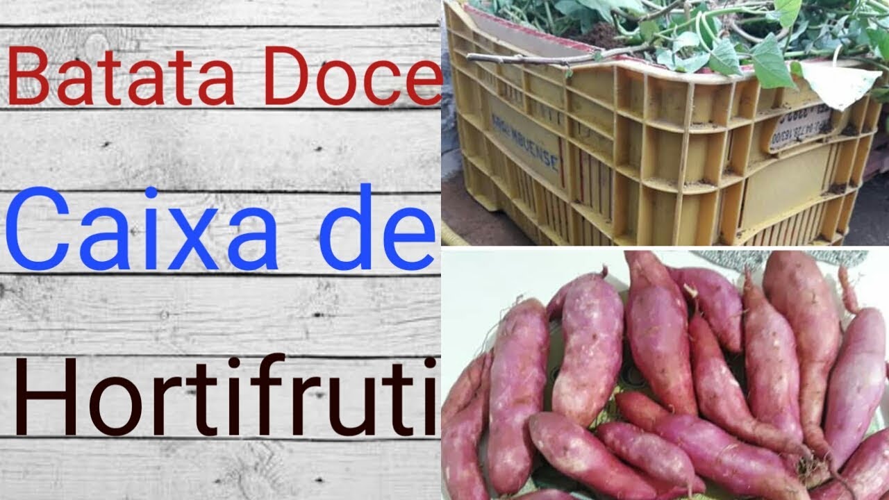 Plantei Batata-Doce na caixa de Hortifruti, veja o resultado !!!