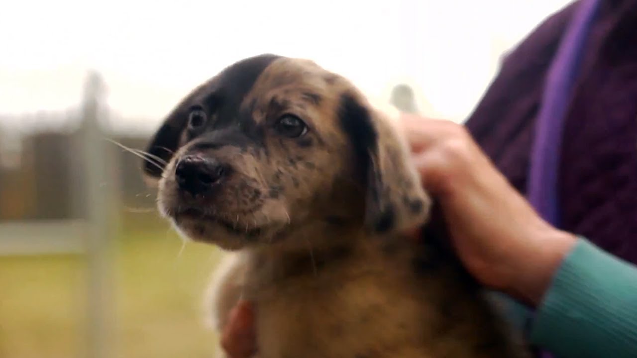 Why Foster a Dog