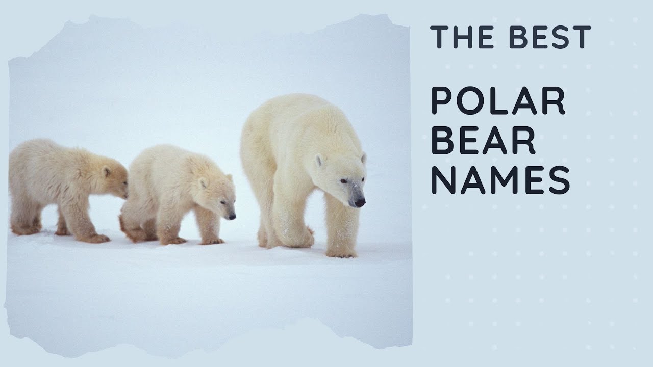 55 Best Polar Bear Names (Girl, Boy, Baby, Cool, Funny, Famous)