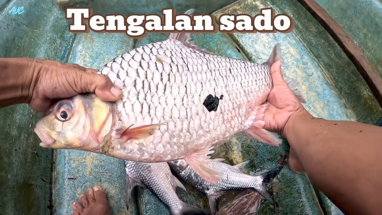 Rezeki tengalan sado Kene jaring 6 inci