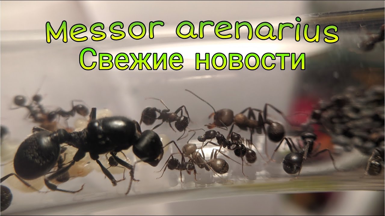 MESSOR ARENARIUS ПРОДОЛЖЕНИЕ БЛОГА АФРИКАНСКИХ ГИГАНТОВ