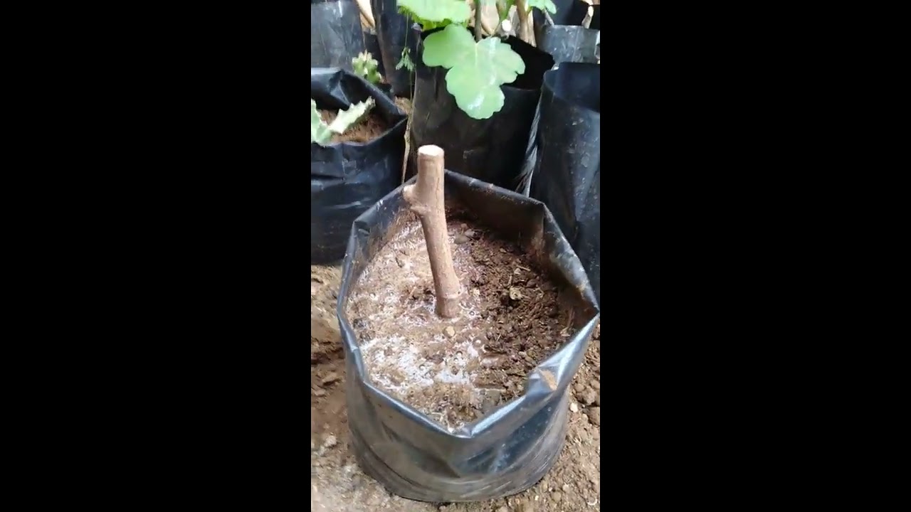 comment faire des boutures mûrier