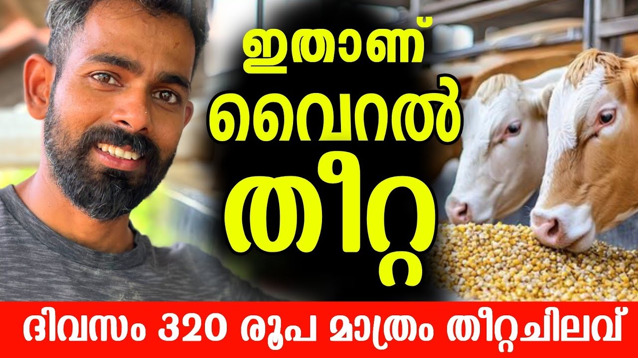 പുല്ലും വൈക്കോലും വേണ്ട! 20 ലിറ്റർ ഉള്ള പശുവിന് 320 രൂപ മാത്രം തീറ്റ ചിലവ്. |Successful dairy farm