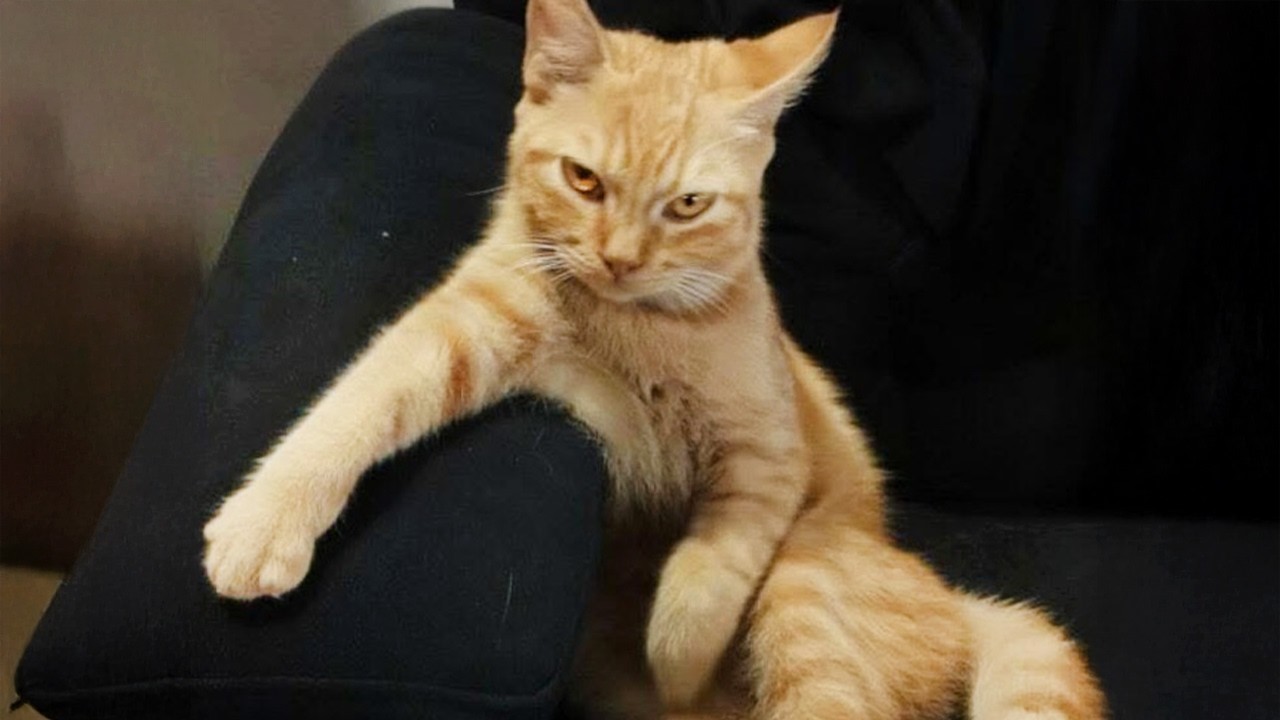 When Your Cat Runs with the Gangster Cats 😂