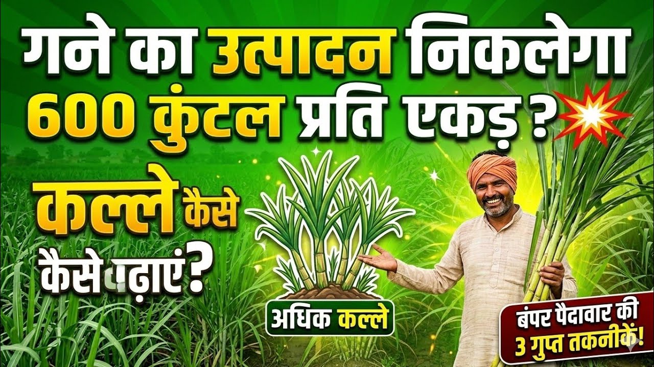 एक स्प्रे में गन्ने की ताबड़तोड़ पैदावार।ना रहेगी फंगस और ना रहेगा कीटो का आतंक।कल्ले ही कल्ले