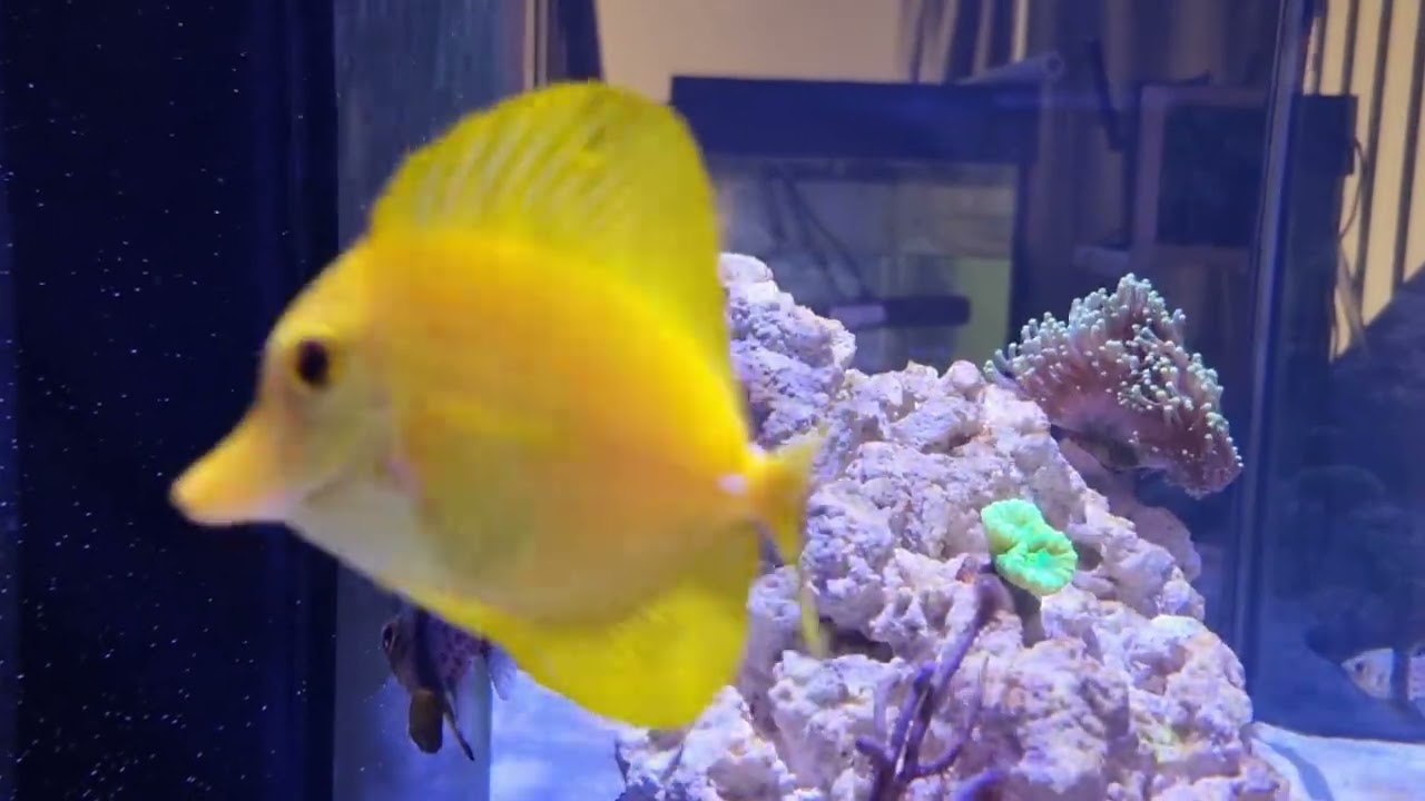 Tank update: Two weeks(?) since cycle completion - Waterbox Marine X 90.3