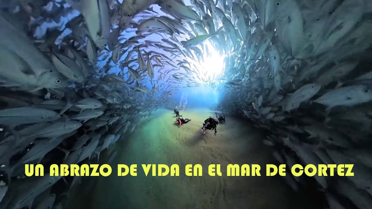 Mar de Cortez - Cabo Pulmo,  Baja California-Mexico