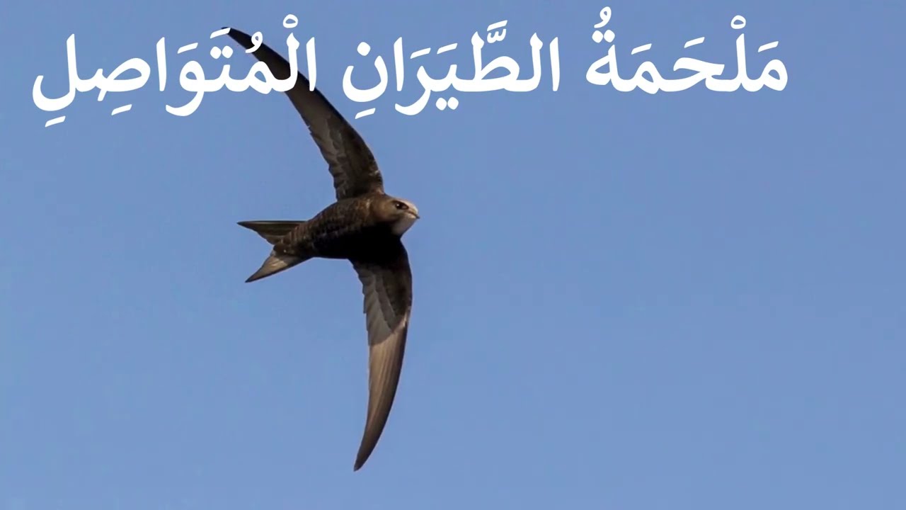طائر السنونو الطائر الذي ينام ويأكل ويشرب أثناء طيرانه. يطير  لعشرة أشهر متواصلة