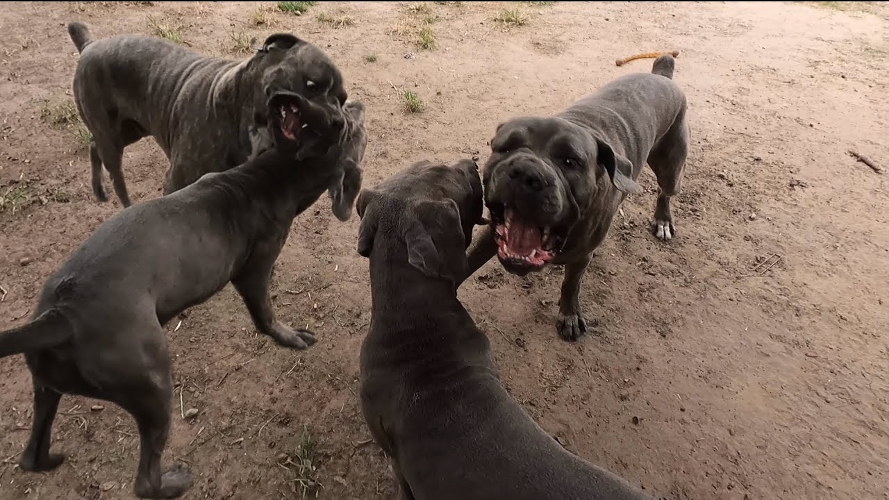 2 yr Old Male Corso Meets His 6 Mos Old Corso Sister | Diesel | Luna 