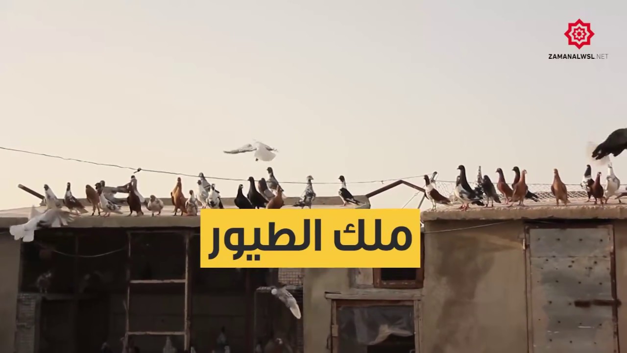 يرفض لقب حميماتي.. من هو ملك الطيور في إدلب وما هي ثروته