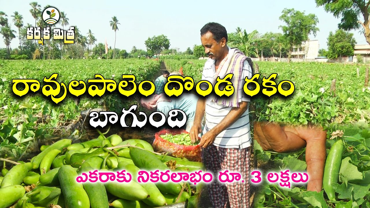 దొండ సాగు భేష్ || ఏడాదికి 10 నెలలు దిగుబడి | Success Story of Ivy Gourd Cultivation | Karshaka Mitra