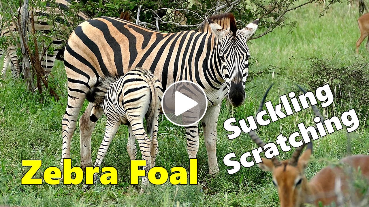 Zebra Foal Suckling and Bonding With Its Mother