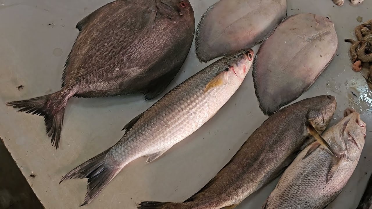 ઘોઘલા ની ફિશ માર્કેટ દીવ #lifeofdiu