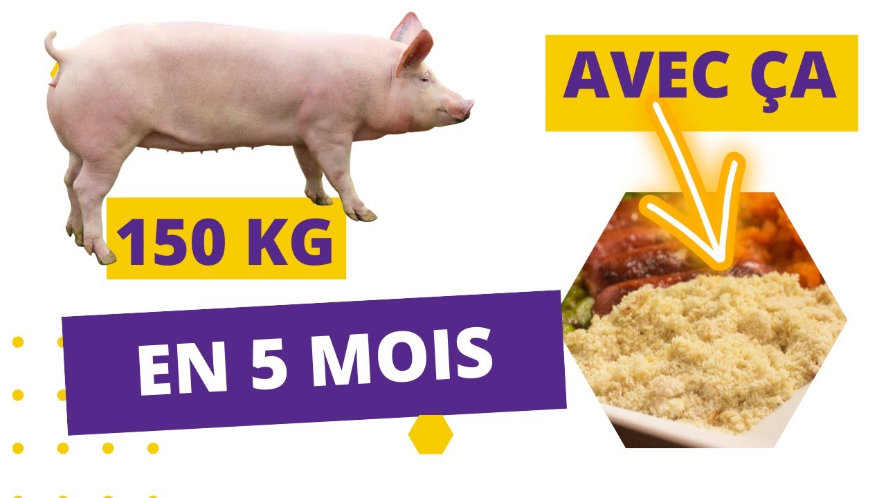 AUGMENTEZ LE POIDS DES PORCS AVEC CE NOUVEAU INGREDIENT
