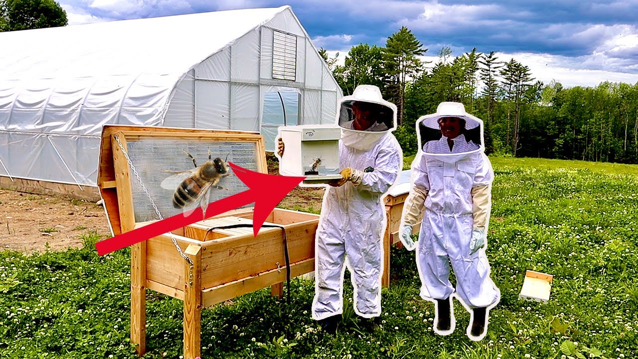 Bringing HOME 20,000 Bees to our Homestead (Her First time with Bees)