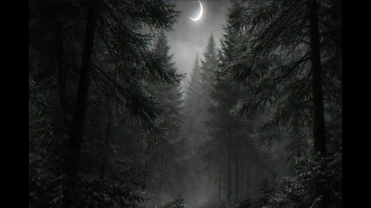 Rainy Forest Night 🌧🌲 Gentle Rain Sounds for Deep Sleep (1 Hour)