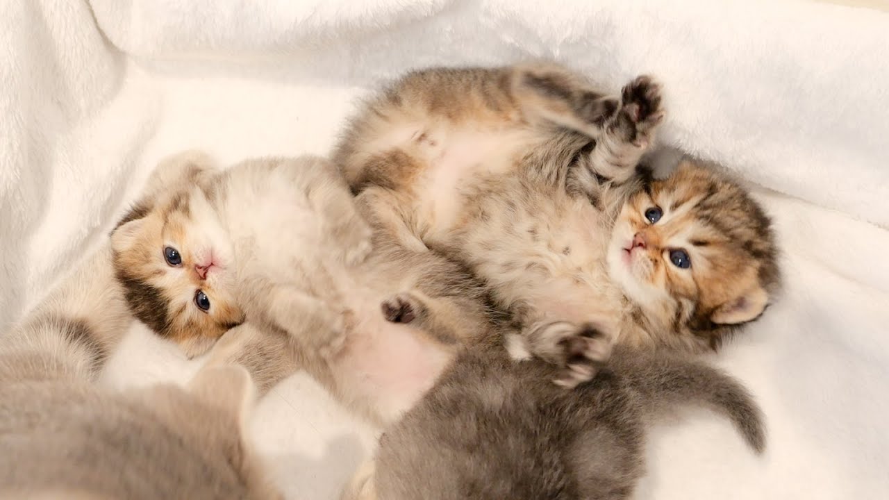The kittens were too relieved and slept like this...