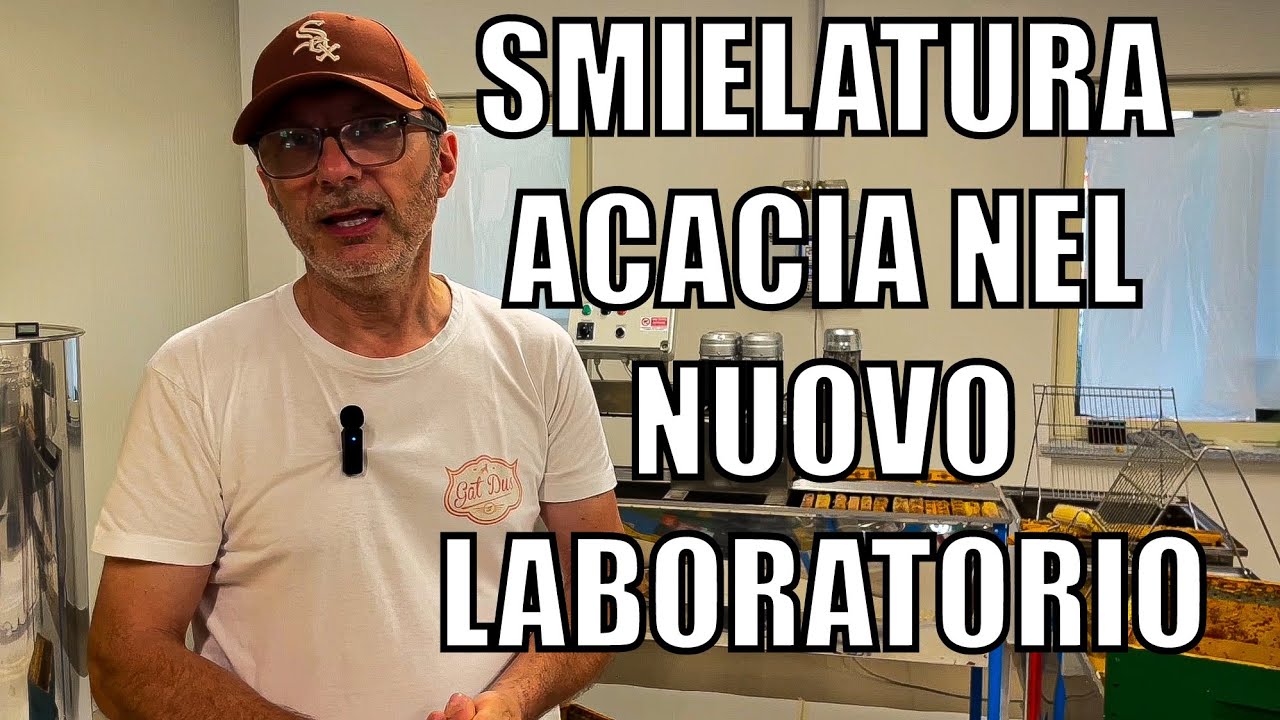 SMIELATURA ACACIA NEL LABORATORIO NUOVO 2024