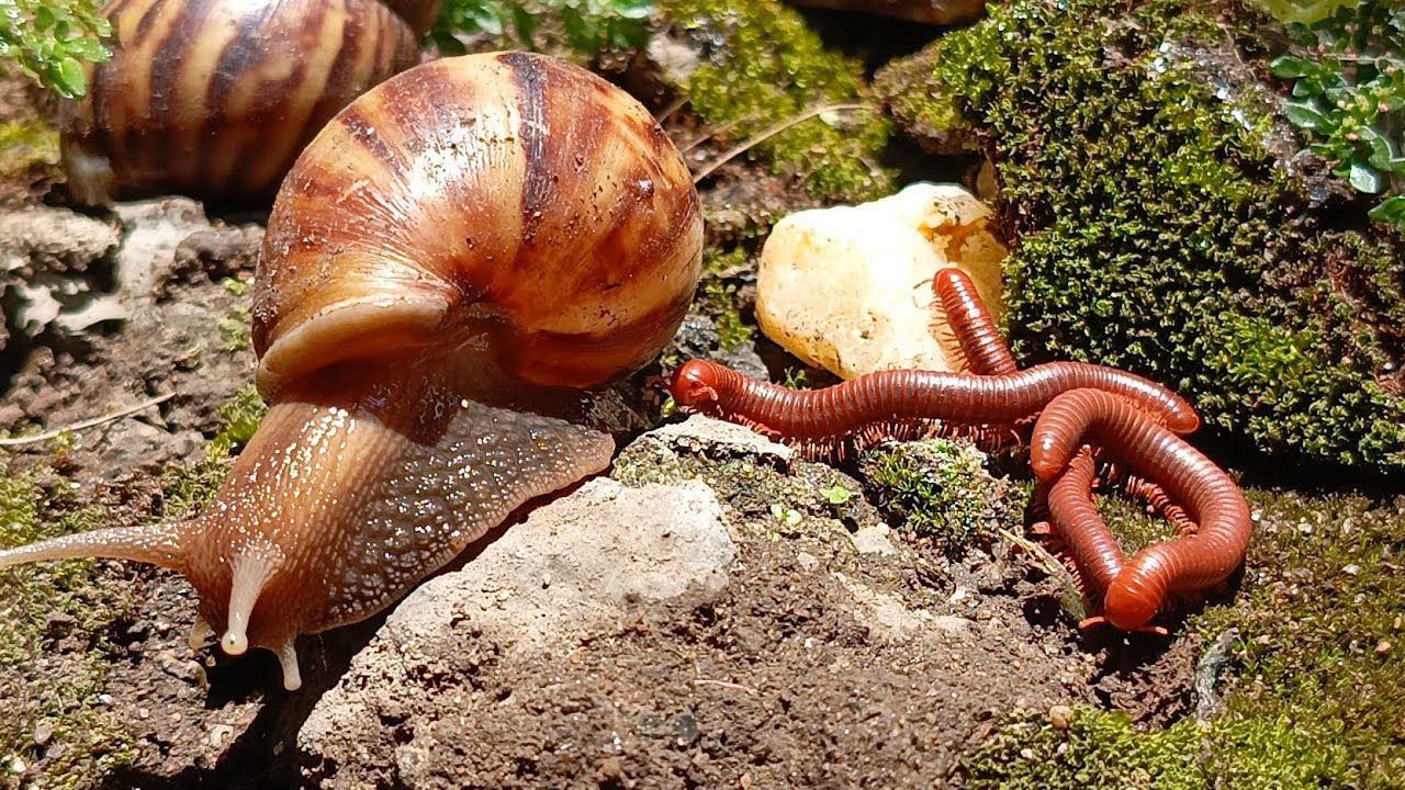 Once in a Lifetime: A Millipede and Snail Together #rareencounter #frienship #oddlysatisfying 