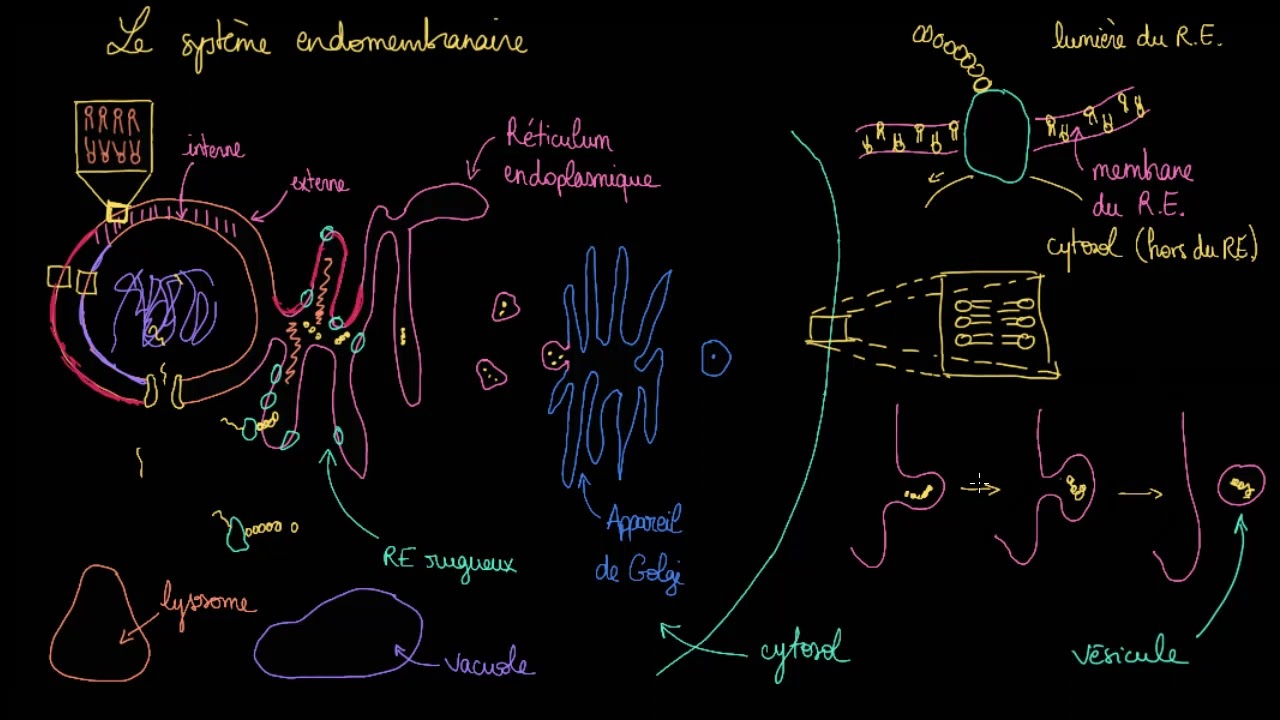 Le système endomembranaire
