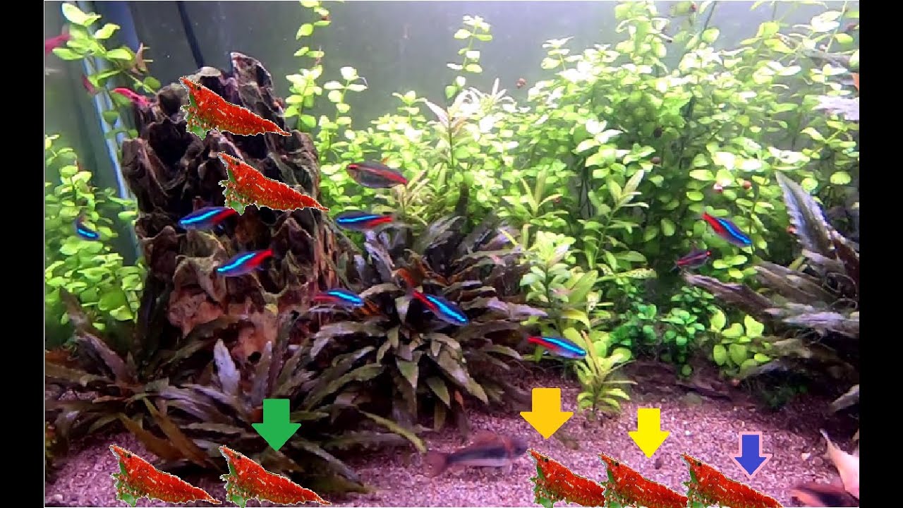 Acuario con Gambas y Peces juntos (Experiencia)