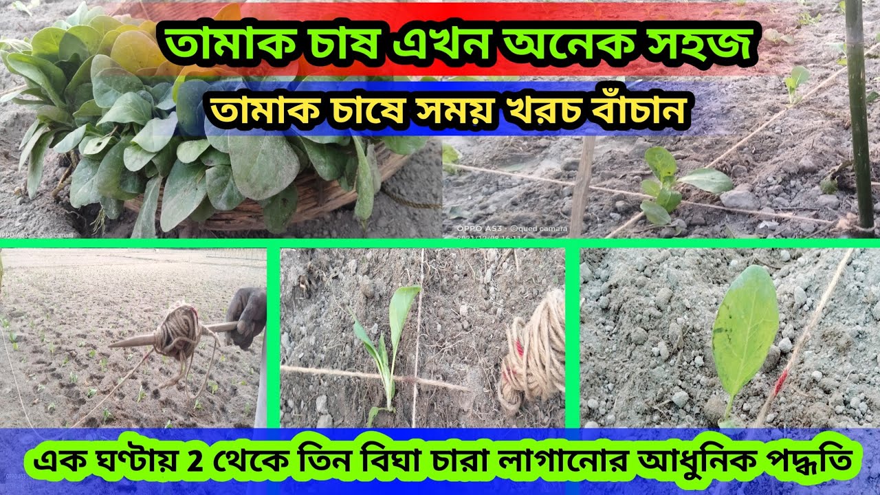 তামাক চারা লাগানোর আধুনিক পদ্ধতি |tamak chas podhoti|new methods tamak chas@Shivamfarmingideas