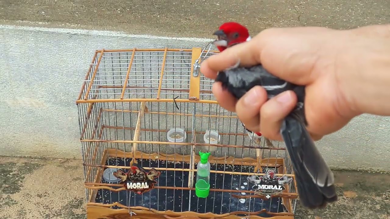 Galo moral na pegada livre tem que respeitar 