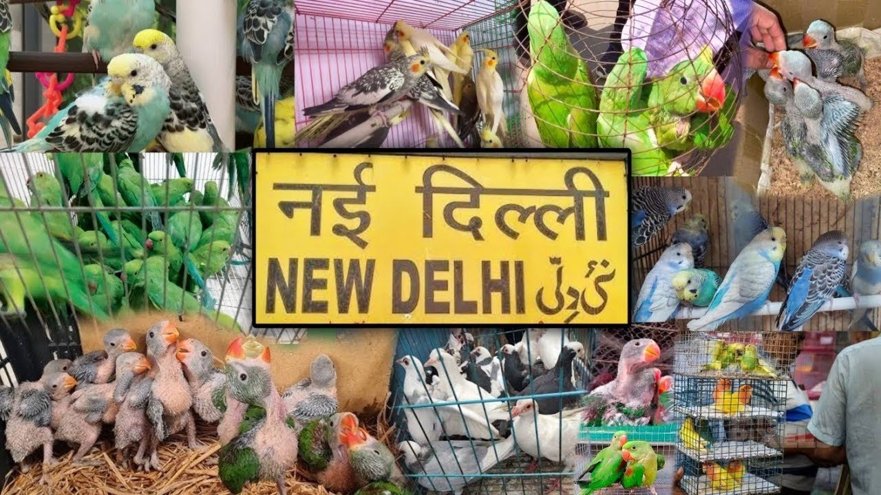 Birds Market Delhi || Sabse Sasta Market || Animals Market 