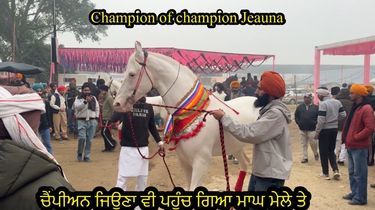 Champion of champion Jeauna ਚੈਂਪੀਅਨ ਜਿਉਣਾ ਵੀ ਪਹੁੰਚ ਗਿਆ ਮਾਘ ਮੇਲੇ ਤੇ #muktsarhorsemandi2026 